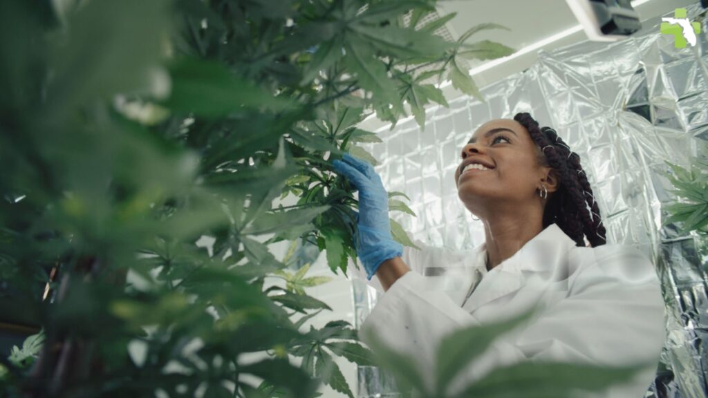 How to Find a Medical Marijuana Doctor in Melbourne, FL